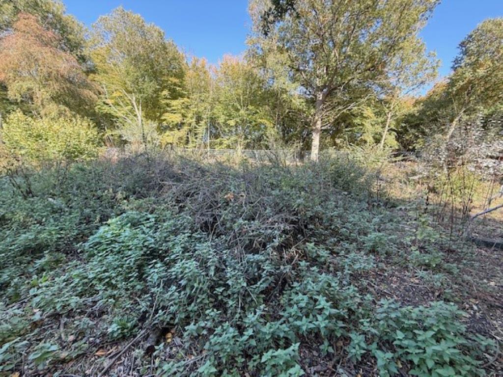 Lot: 48 - WOODLAND AND FORESTRY BUILDING - A further view of surrounding woodland